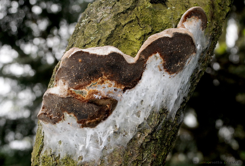 Perenniporia ochroleuca trovata su Pero